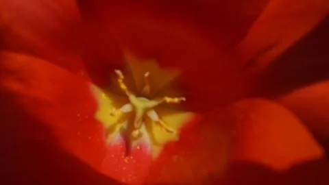 Summer came tulips opened Stock Photos