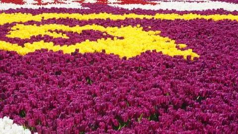 Summer came tulips opened Foto stock