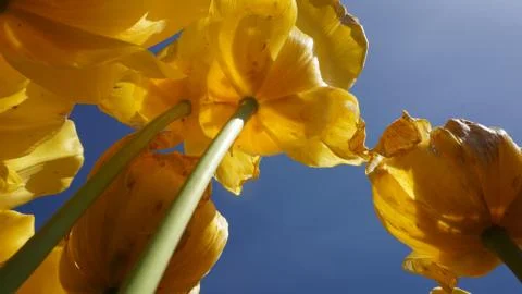 Summer came tulips opened Stock Photos