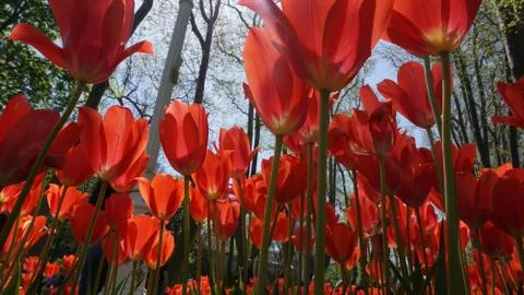 Summer came tulips opened Foto stock