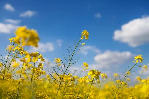 Summer with canola Stock Photos