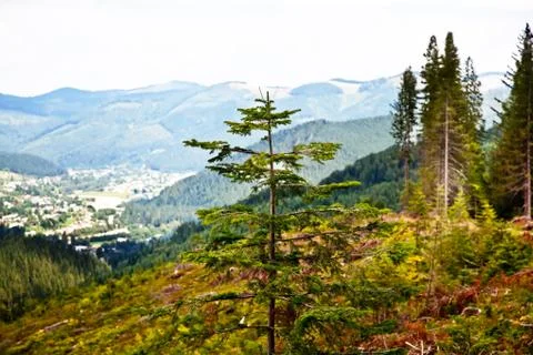 Summer carpathians 스톡 사진