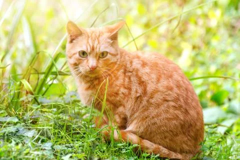 Summer cat in grass Stock Photos