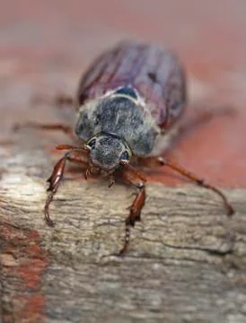 Summer chafer watching Stock Photos