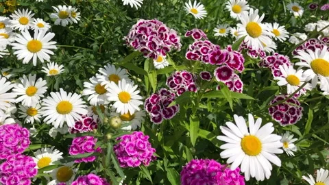 Summer chamomile field in sunlight Stock Footage 155686043