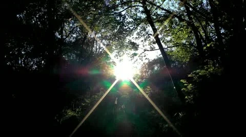 The summer cheerful sun shone through foliage of trees Stock-Footage 12319343