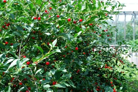 Summer  cherry Stock Photos