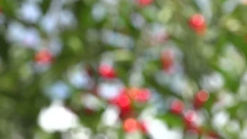 Summer cherry tree branch with red berries, 4 K Stock Footage 70180958