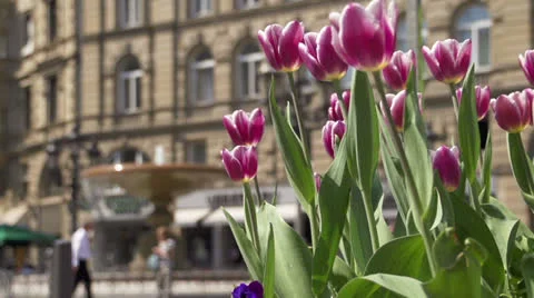 Summer in the city Stock Footage 23003377