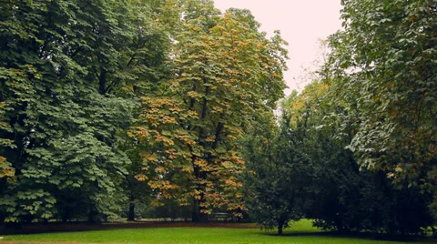 Summer city park. Large trees with heavy foliage. Stock Footage