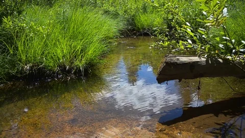 Summer clear forest stream Stock Footage 78536479