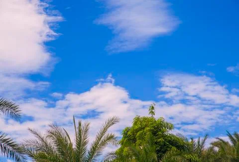 Summer Cloud Palm Stock Photos