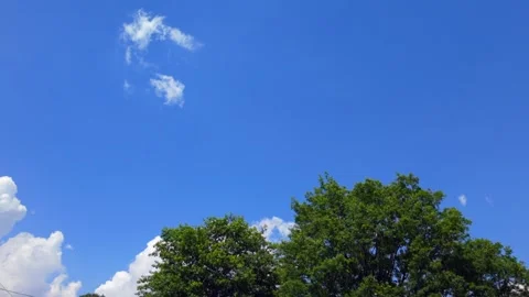 Summer Cloud Timelapse Over Green Tree Canopy Beneath Clear Blue Sky on a Sunny 스톡 동영상 339120730