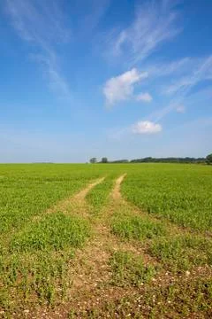 Summer clouds over pea fields Stock Photos