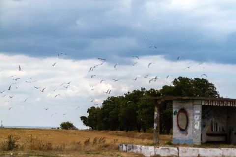 Summer cloudy sky over the sea and seagulls Stock Photos