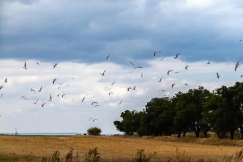 Summer cloudy sky over the sea and seagulls Stock Photos