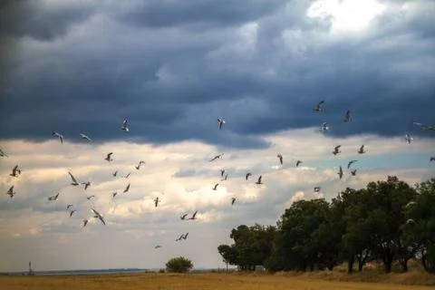 Summer cloudy sky over the sea and seagulls Stock Photos
