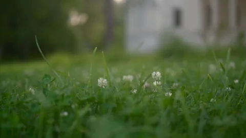 Summer clover grass in park thickets of plants, green Stock Footage 313490905
