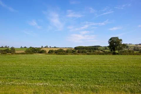 Summer clover meadows Stock Photos