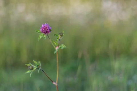 Summer Clover Stock Photos