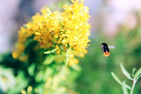 Summer cold warm background. Bee. Yellow flower Stock Photos