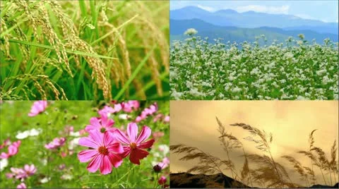 Summer collage. Video stock 12438954