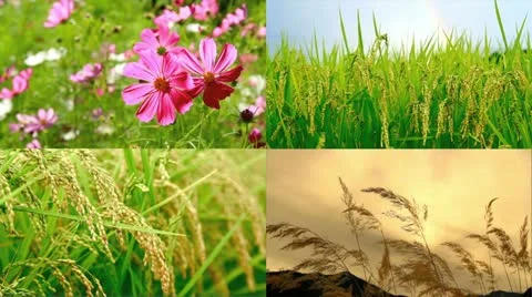 Summer collage. Stock Footage 12438958