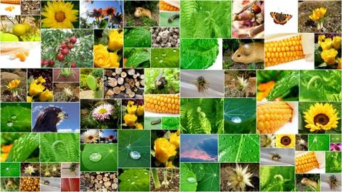 Summer collage Stock Illustration