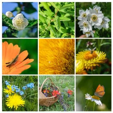 Summer Collage Foto stock