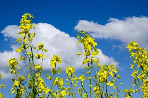 Summer colors Stock Photos