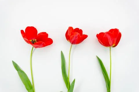 Summer is coming concept with a top view Poppy flowers. Flat lay on white Stock Photos