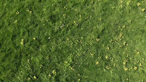 Summer is coming. Stock Footage 128746069