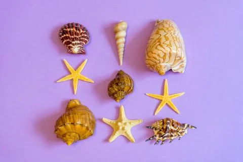 Summer composition. Different seashells and starfish lying on purple paper ba Stock Photos