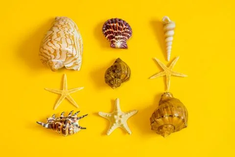 Summer composition. Different seashells and starfish lying on yellow paper ba Stock Photos