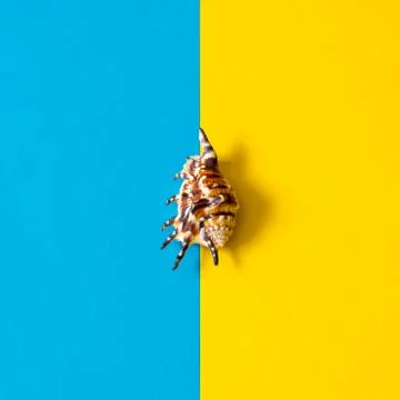 Summer composition in minimal style. Seashell on blue and yellow paper backgr Foto stock