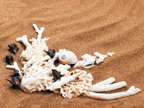 Summer composition - sea shells with sand as background Stock Photos