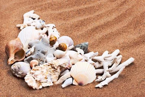Summer composition - sea shells with sand as background Stock Photos