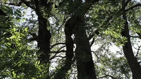Summer concept of abstract background. Sun getting through trees foliage. Travel Stock Footage 196006762
