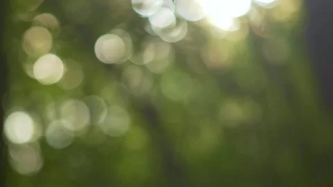 Summer concept of abstract blurred background. Sun breaking through green leaves 스톡 동영상 131672515