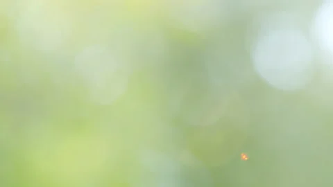 Summer concept of abstract blurred background. Stock Footage 142767551