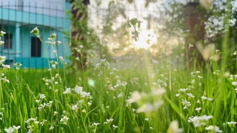 Summer concept of abstract blurred background. Sun getting through trees foliage Stock Footage 240278471
