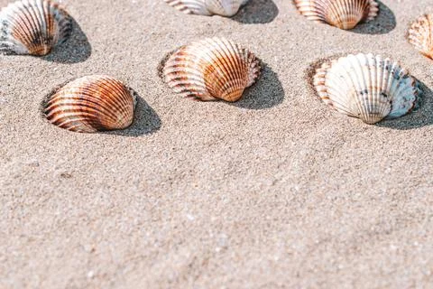 Summer concept background with seashells, shells on sand tropical sea beach.  Stock Photos