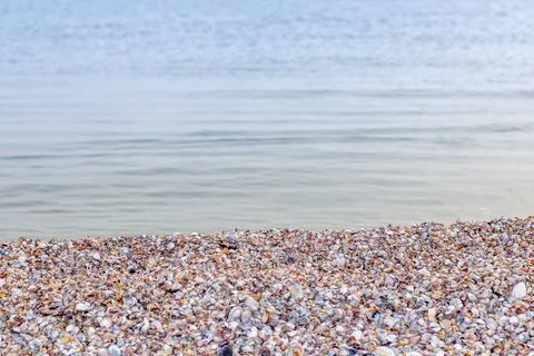 Summer concept with a beach, seashells. Seashells and on a wild sea beach in Stock Photos