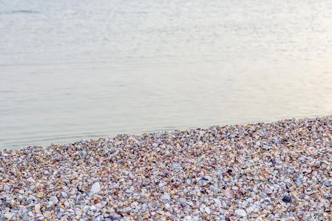 Summer concept with a beach, seashells. Seashells and on a wild sea beach in Stock Photos