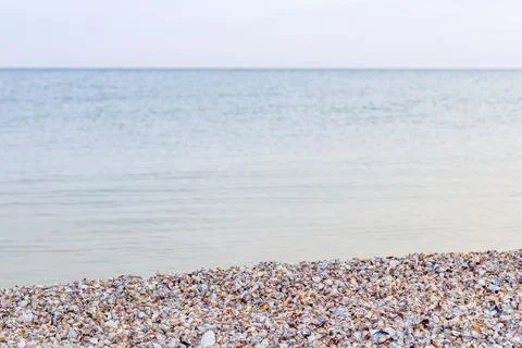 Summer concept with a beach, seashells. Seashells and on a wild sea beach in Stock Photos