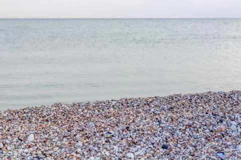 Summer concept with a beach, seashells. Seashells and on a wild sea beach in Stock Photos