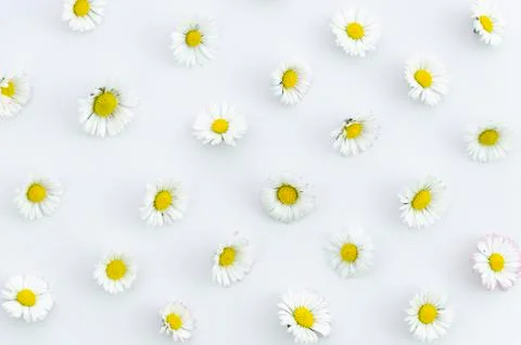 Summer concept chamomile flowers texture on white background. Flat lay, top view Stock Photos