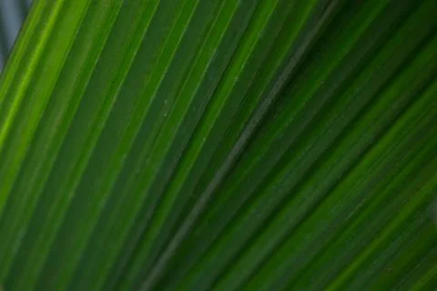 Summer Concept, Close up abstract form of Green leaves for background Stock Photos