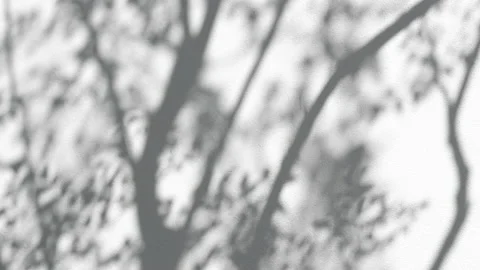 Summer concept the motion of leaves sunlight natural shadow overlay on white  Stock Footage 152647641