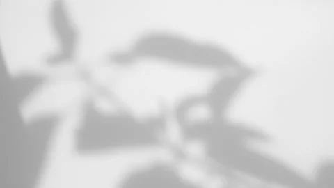 Summer concept the motion of leaves sunlight natural shadow overlay on white  Stock Footage 158598944